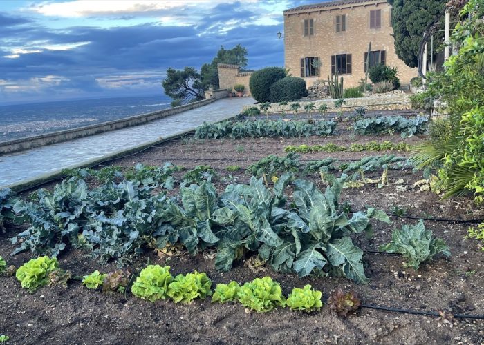 Huerto con coles y lechugas junto a una casa de piedra con vistas al mar, en un retiro